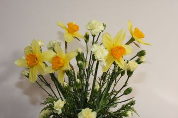 Mothering Sunday 2011: daffodils